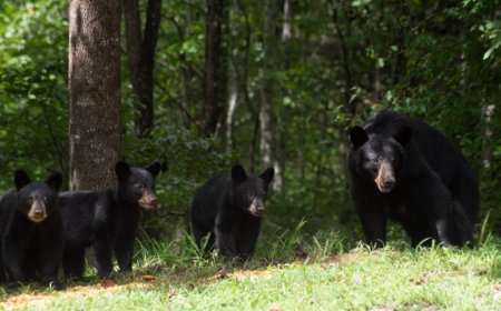 A Family In New Jersey Is Shocked To Discover A Family Of Bears Living Under Their Front Porch