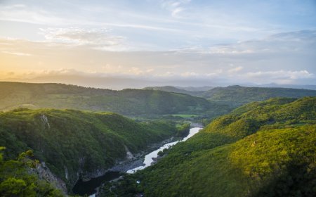 First Time in a Decade: Honduras Trail Cam Spots Rare Wild Cat