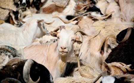 Over 100 Goats Escape, Causing Hilariously Weird Traffic Jam