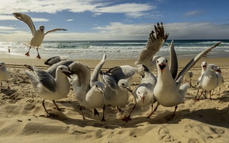 Summer Beach Hack: Can Googly Eyes on Snacks Deter Gulls?