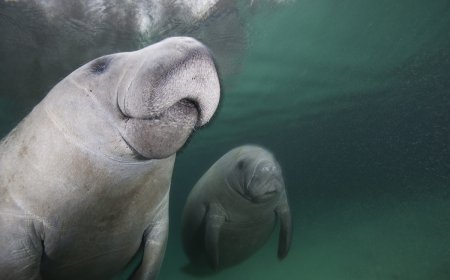 Manatee Mom Spotted in Florida With a Rare Set of Twins