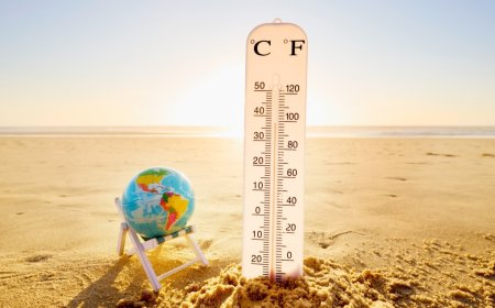 Warming Waters Are Causing Great White Sharks To Overheat