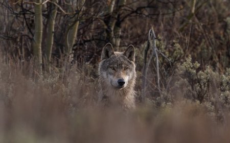 An Escaped Wolf Is Finally Returned To The Zoo After A Nine Day Search
