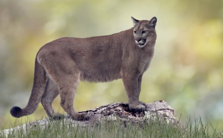 Sound on: Florida Panther Calls for Mate With Haunting ‘Caterwaul’