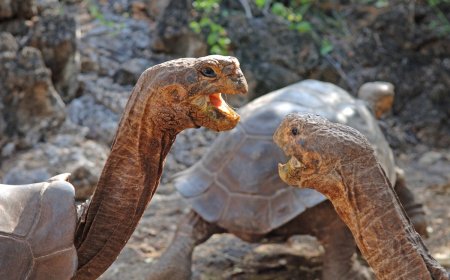 A Giant Galapagos Tortoise Fight Is Just as Weird as You’d Expect