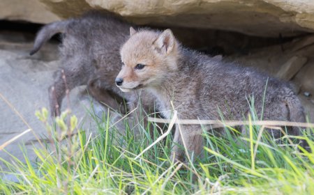 WATCH: Fisherman Stumbles Upon Newborn Coyote Puppies