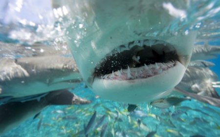 ‘Get Me Outta Here!’: Man Ends up in a Shark Feeding Frenzy