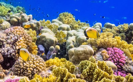 Scientists Discuss Tactics To Save Coral Reefs From Heat Waves