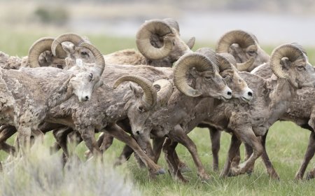 WATCH: Bighorn Sheep Leap Over Fence, Cross Road in Colorado
