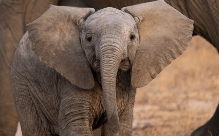 A Baby Elephant Forms A New Bond After Being Rejected By Its Mother