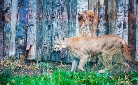 Mountain Lion Kills Family’s Two Large Dogs in Their Backyard