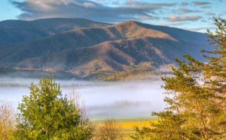 U.S. National Park Trails Close After Multiple Bear Sightings