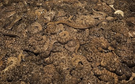 Livestream Shows Mega Den of Rattlesnakes in Colorado