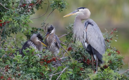 Mother Heron Risks Life to Protect Young From Bald Eagle (Video)