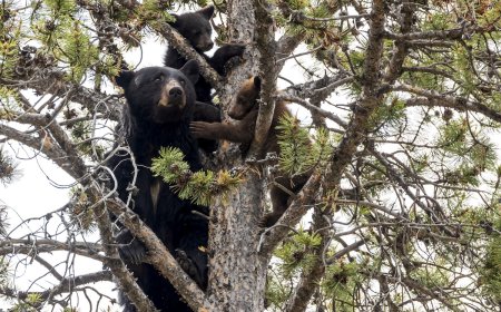 ‘They Didn’t Even RSVP!’: Black Bears Crash a Wedding Ceremony
