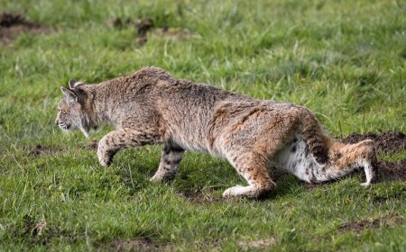 Bobcat Stalks and Attacks Man as He Records the Whole Thing