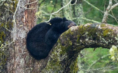WATCH: Dramatic Moment Tranquilized Bear Falls From Tree