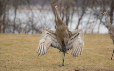 WATCH: Weird Interaction Between a Sandhill Crane and Alligator