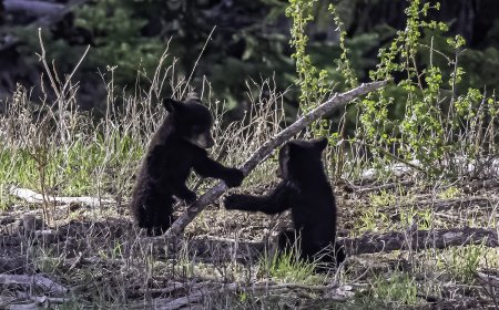 Bear Family Plays Together for Hours in a Backyard (Video)