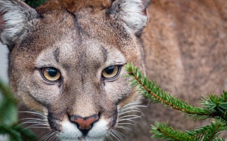 Experts Share What To Do When A Mountain Lion Starts To Follow You