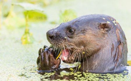 Family Attacked By River Otter Will Receive A Large Sum