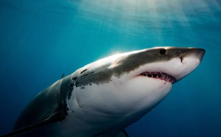 Insane Video Shows A Great White Shark Chasing A Foil Surfer