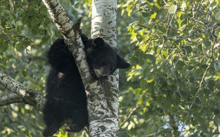 ‘Stubby’ the Three-Legged Bear Released Back Into the Wild