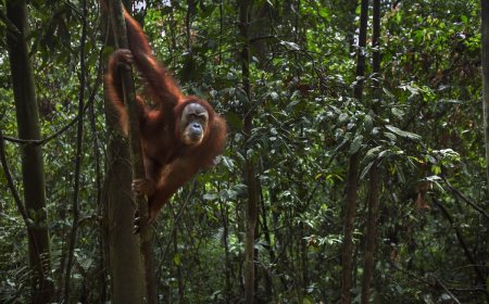 Sumatran Orangutan Uses Canopy Bridge for the First Time Ever