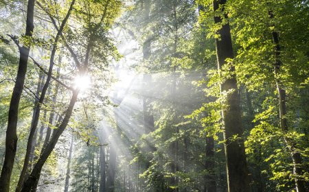 ‘Level 100 Camo’: See Whooo’s Hiding in the Trees (Video)