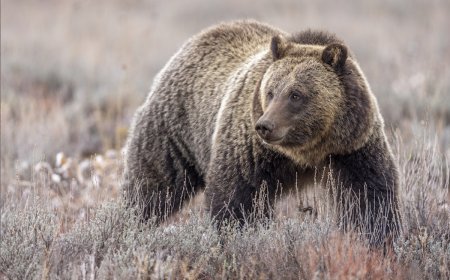 Grizzly Bear Rips up Archery Target at Yellowstone-Area Lodge