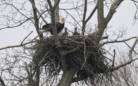 WATCH: Eaglet Falls From Nest, Then Gets a Helping Hand