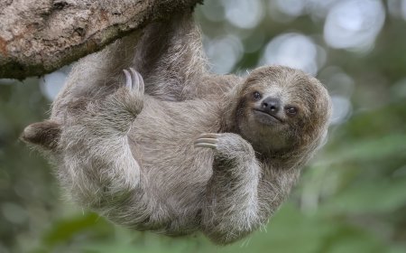 WATCH: Just How Slowly Will This Sloth Cross a Path? Soo Slowly