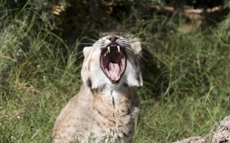 Volume up: Listen to a Bobcat’s Bizarre Vocalizations