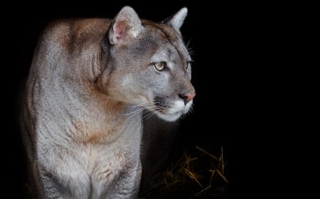 Missing Dog’s Owner Fears Cougar Attack, Finds Trail of Blood