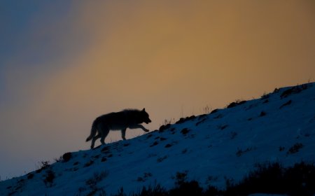 Yellowstone Wolf Appears to Grin as Its Reunited With Pack