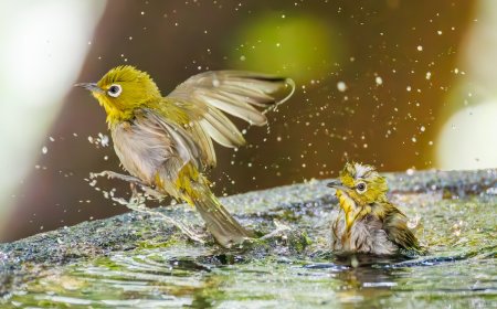 See the Winners of the NWF’s Garden for Wildlife Photo Contest