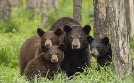 Adorable “Bear Hug” Video Reveals Something About How Black Bears Interact