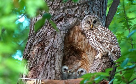 All Parents Can Relate to This Disheveled Owl Mom (Funny Video)