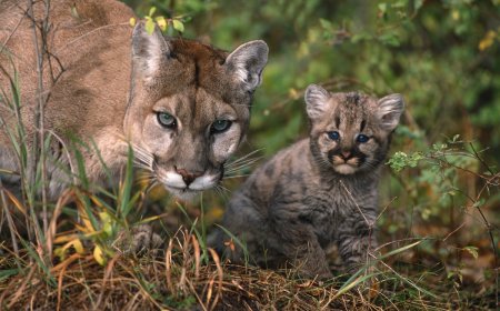 ‘Our Best Trail-Cam Capture Yet’: Cougar and Kittens in Minnesota