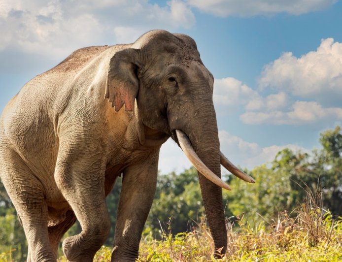 52-Year-Old Elephant Is Safely Returned After Miraculously Escaping Her Enclosure