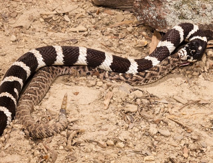 Trail Runners Stumble Upon Snake Devouring Another Snake