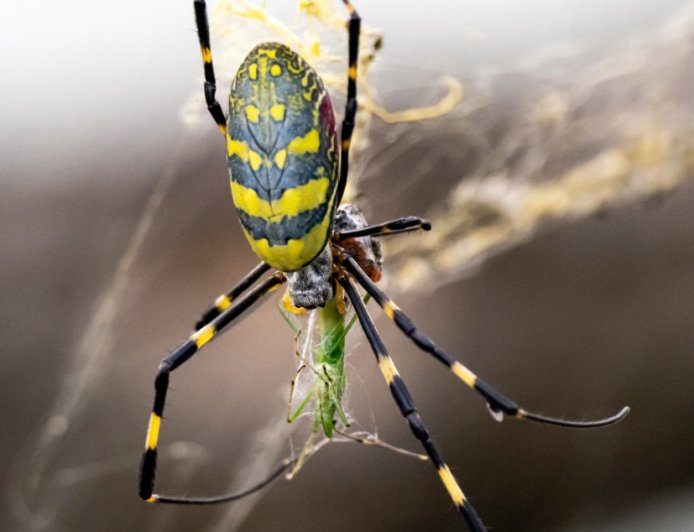 Massive Spiders From 2021 Are Making A Comeback