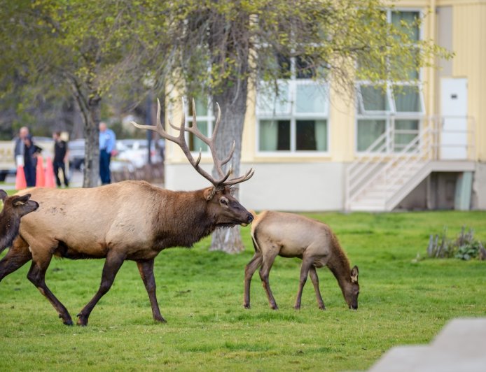 Elk Herd Goes for an Afternoon Swim in Wholesome Video