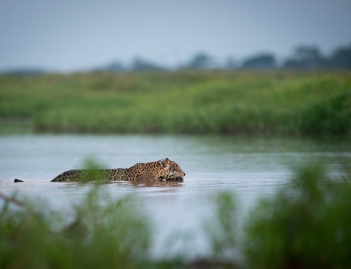 Brazil Safari Guests Witness Wild Jaguar Hunting (Video)