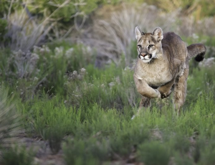 WATCH: Man Comes Face to Face with Two Mountain Lions