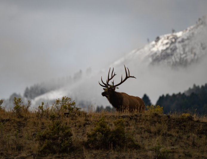 ‘This Trail-Cam Clip Stopped Us in Our Tracks’: See the Footage