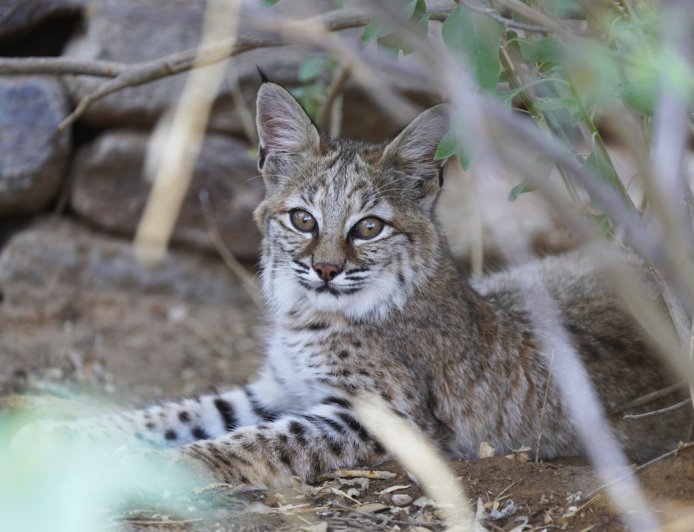 WATCH: Bobcat Kittens Play in Tucson, Arizona Backyard