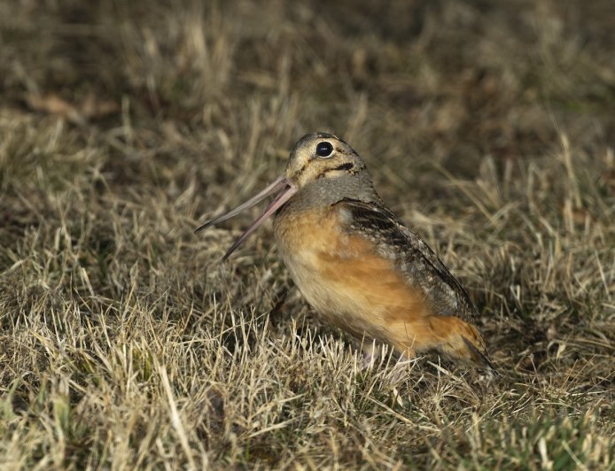 Bystanders Can’t Get Enough of This Bird’s Hilarious Dance