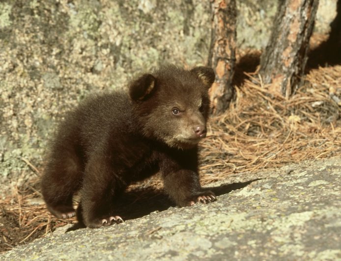 Troopers Rescue Lone Bear Cub From Ditch in New Jersey