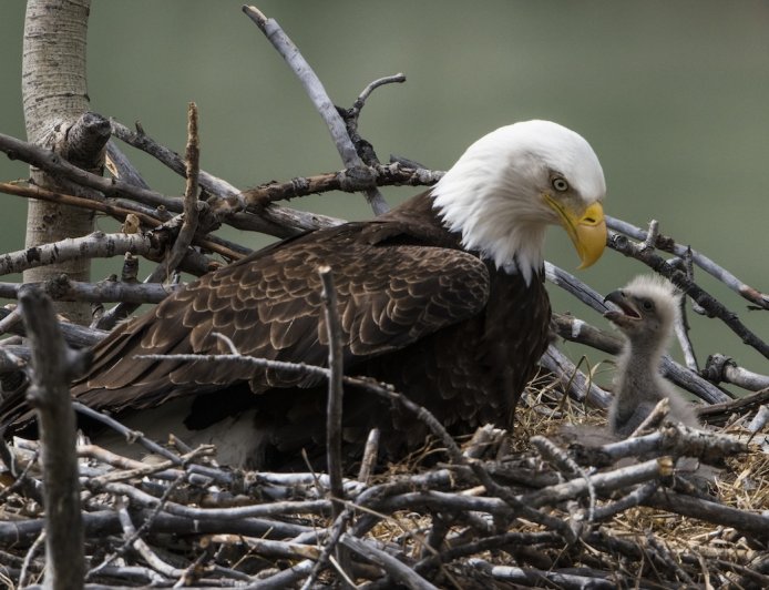 ‘Happy Hatch Day!’: Bald Eagles Welcome Chick on Livestream